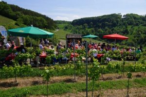 Man sieht zahlreiche Menschen an Holzbänken und -tischen sitzen, sie genießen das schöne Wetter bei "Wein über Berg und Tal" in Eberstadt