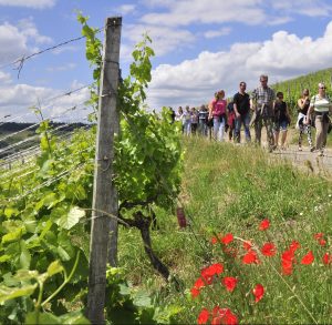 Man sieht zahlreiche Wanderer bei der Weinwanderung beim Markelsheimer weinfest