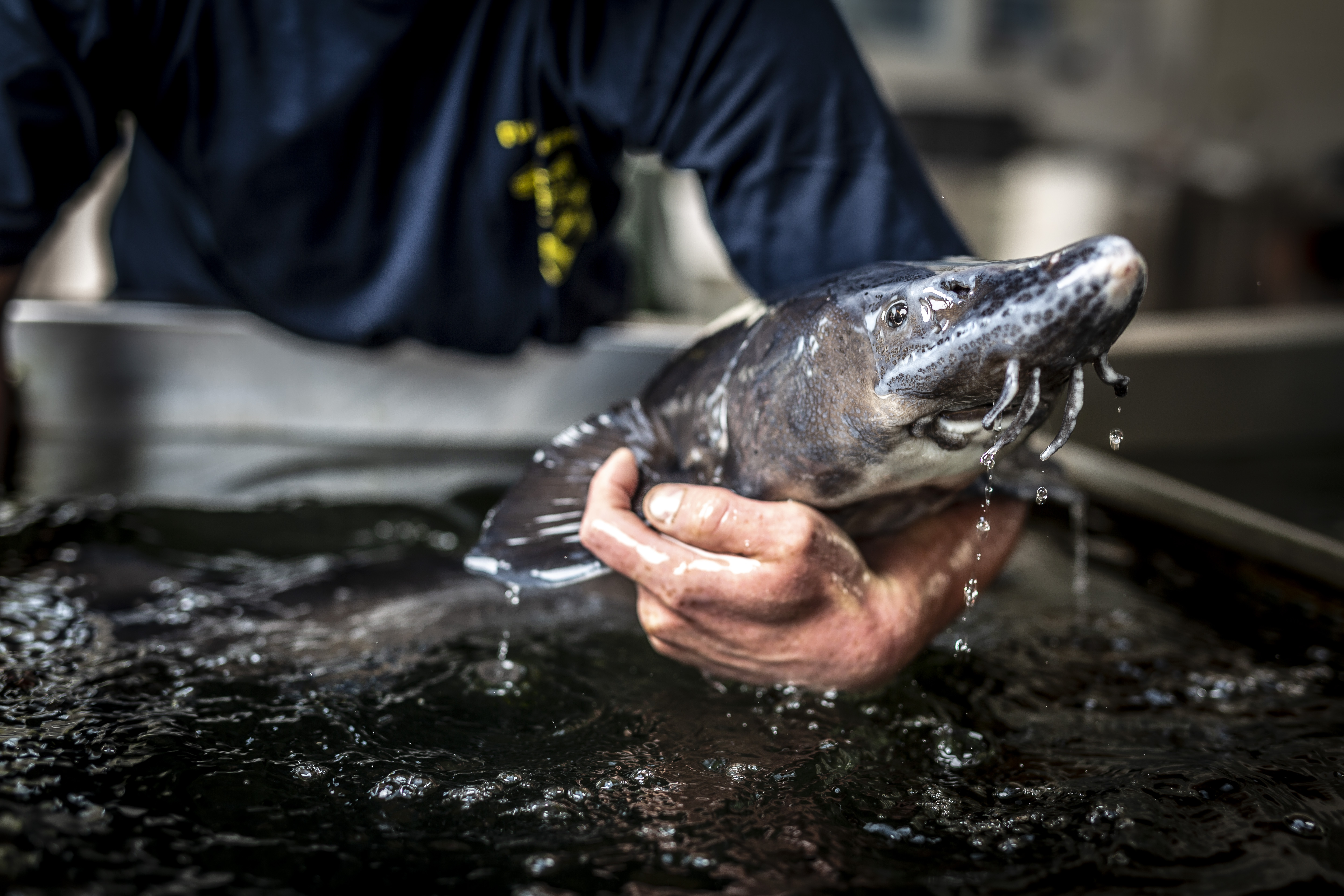 Fisch richtig grillen  SEAWATER Fish Zubereitung blog