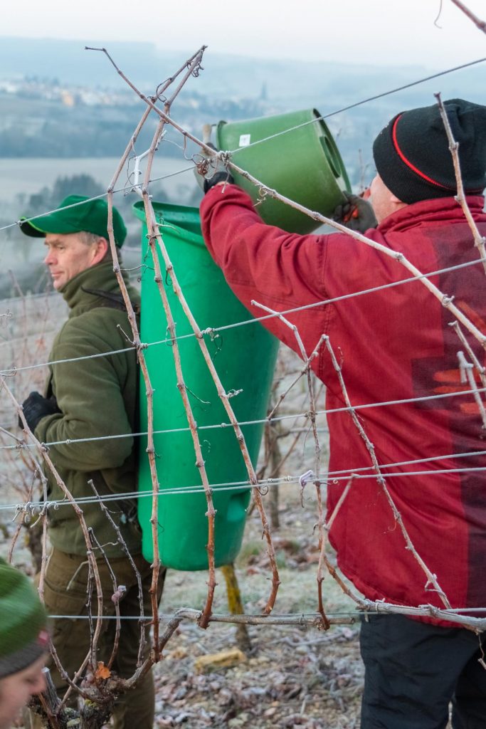 Ein Helfer der Eisweinlese 2019 in Markelsheim schüttet dem anderen Trauben in die Bütte