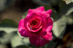 Blühende Rose im Rosengarten der Bundesgartenschau