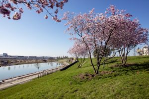 Kirschblüten auf der Bundesgartenschau Heilbronn