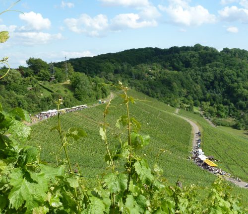 Weinwanderung am Götzberg