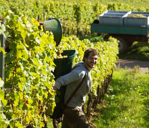 Aktuell im Weinberg: Die Weinlese