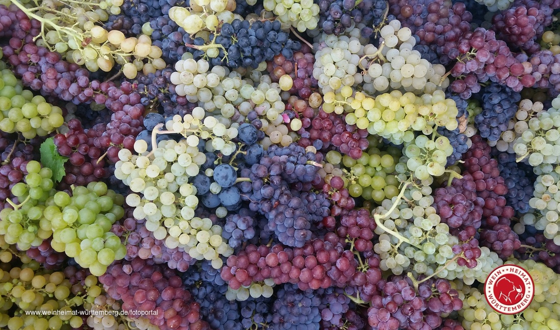 Man sieht zahlreiche verschiedene Traubensorten auf einem Haufen