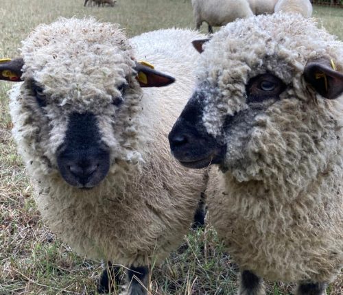 Schafe als Nutztiere im Weinberg