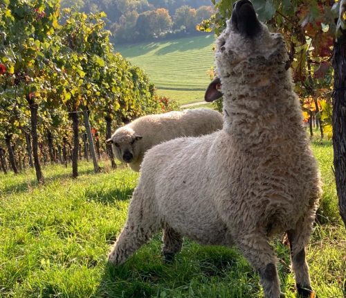Schaf im Weinberg