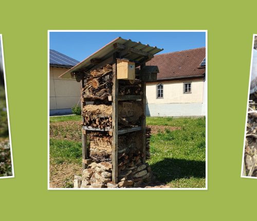 Man sieht den Lebensturm der Weingärtner Markelsheim, außerdem auf weiteren Fotos eine Wespe oder Biene und einen Schmetterling.