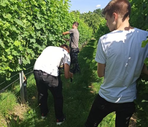 Bei der Video Erstellung im Weinberg: Zwei Kameraleute und ein Weingärtner