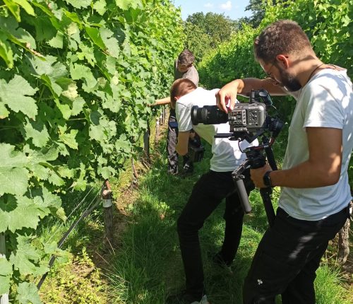 Kameramann dreht Video von Weingärtnern bei der Laubbearbeitung.