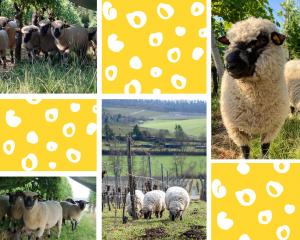 Schafe im Weinberg Update Teil 2