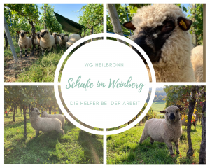 Schafe im Weinberg Update
