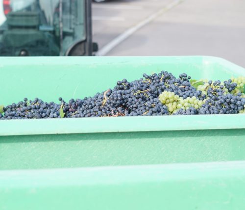 Jede Menge blaue und ein paar weiße Trauben im Zuber der Fellbacher Weingärtner - die Grundlage für Federweißer beziehungsweise neuen Wein.