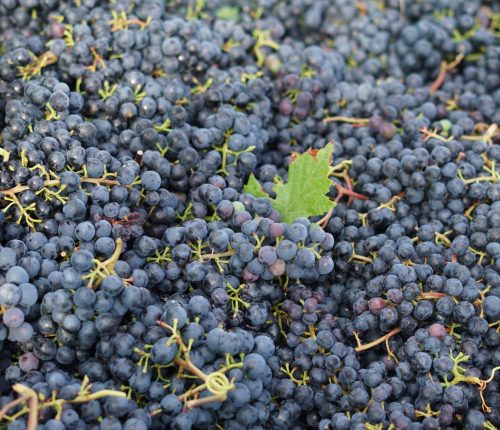 Jede Menge Rotweintrauben im Zuber der Fellbacher Weingärtner - es wird Zeit für Federweißer beziehungsweise "Neuen Wein".