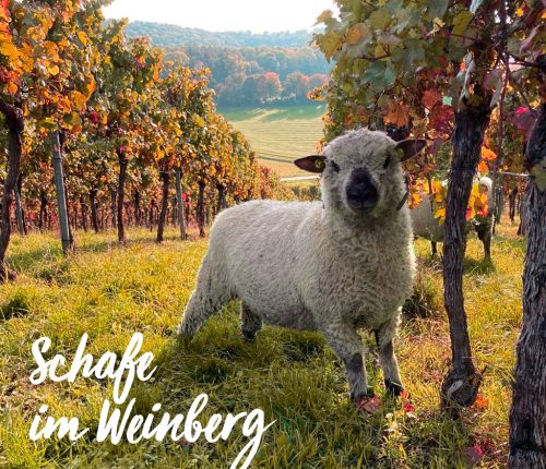 Schafe im Weinberg - Update