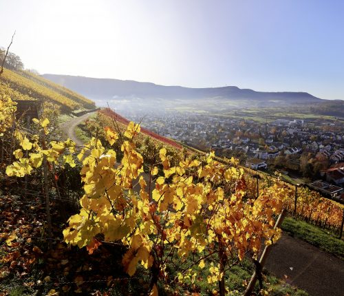 Mitten im Weinsüden: Metzingen