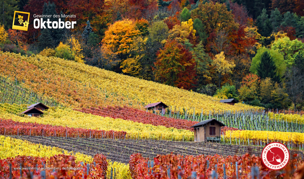Foto des Monats Oktober 2022 im Fotoportal der Weinheimat Württemberg, ein Weinberg in herrlichen Herbstfarben, im Hintergrund Wald, am Kernen bei Rommelshausen im Remstal.