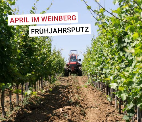 April im Weinberg: Frühjahrsputz