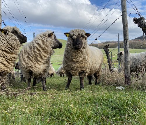 Schafe im Weinberg in Flein bei Heilbronn