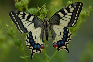 Ein Schmetterling, Schwalbenschwanzfalter in blau, gelb und schwarz. 