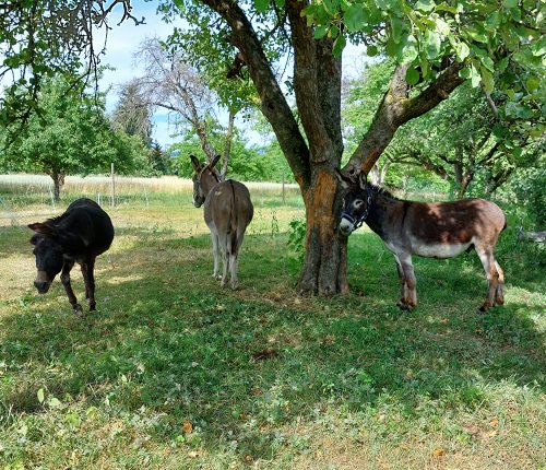 Ausflugstipp: Wandern mit Eseln in Aichwald