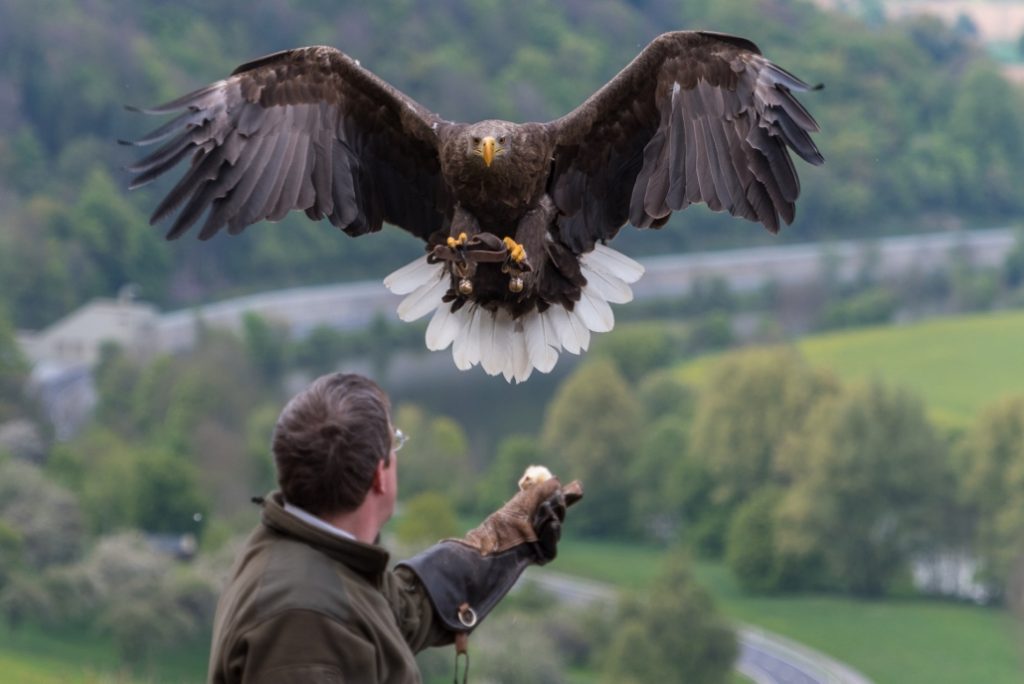 Adler landet auf der Hand eines Mitarbeiters der Deutschen Greifenwarte auf Burg Guttenberg