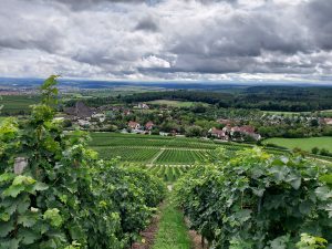 Blick vom Michaelsberg auf den Erlebnispark Tripsdrill Cleebronn Württemberg Weinreben