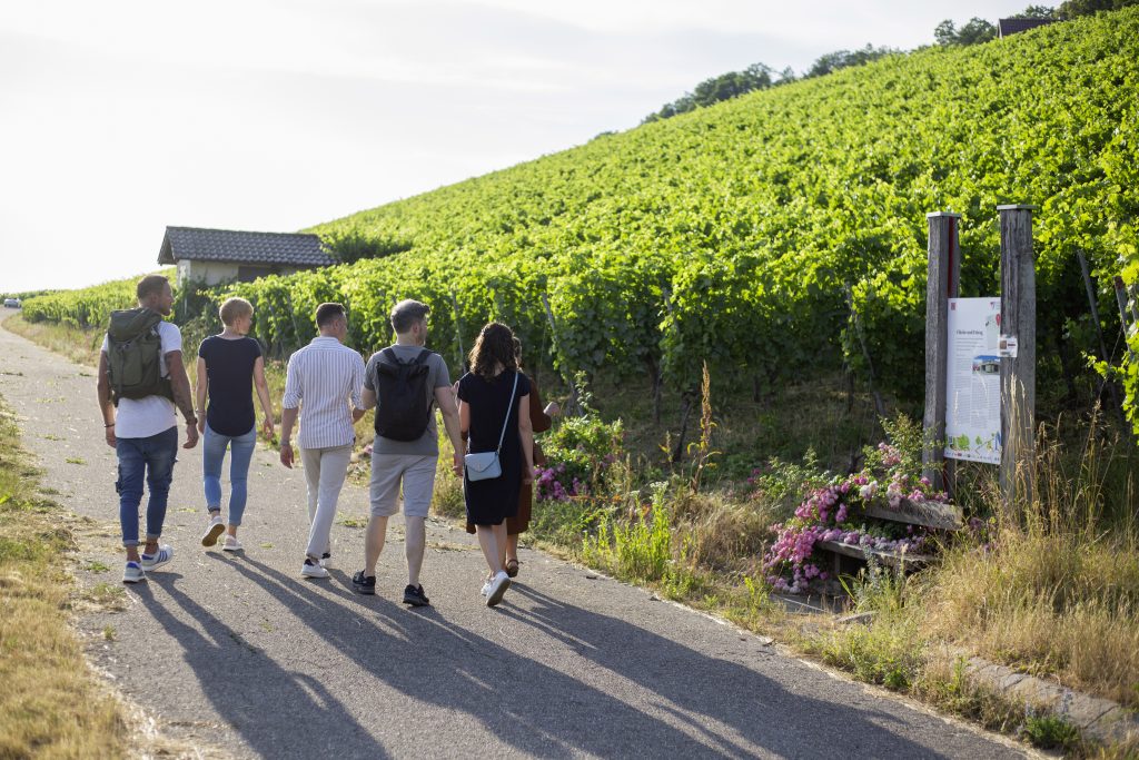 Menschen laufen auf dem Wein-Panoramaweg in Heilbronn spazieren