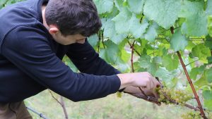 Ausbildung zum Winzer Weinheimat Blog