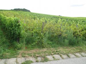 Ungerodeter Weinberg - ein Problem für Württembergs Weinwirtschaft