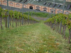 Die Weinmanufaktur Stuttgart, aufgenommen aus einem der umliegenden Weinberge.